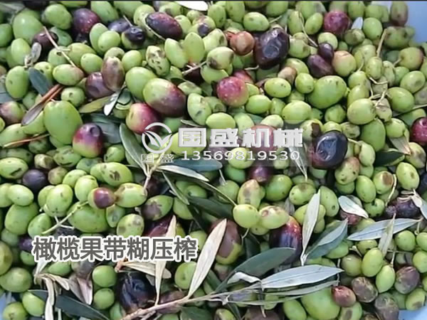 橄欖壓榨機(jī)脫水現(xiàn)場(chǎng) 橄欖壓榨機(jī)脫水現(xiàn)場(chǎng)